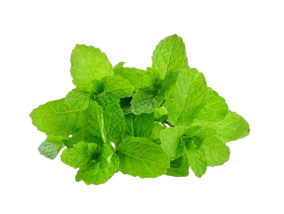 green mint leaves

