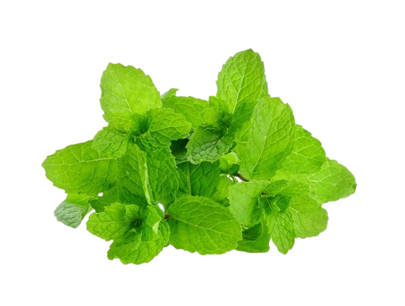 green mint leaves
